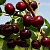 Вишня РОВЕСНИЦА в Семее