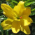 Лилия ЙЕЛЛОУ БЕЛЛИЗ азиатская махровая — описание сорта Лилия ЙЕЛЛОУ БЕЛЛИЗ азиатская махровая в Семее