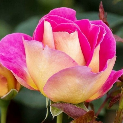 Роза МАЛЕЙКА чайно-гибридная в Семее