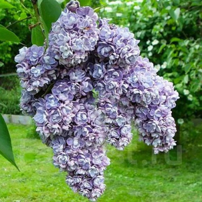Сирень АМИ ШОТТ в Семее
