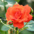 Роза АНЖЕЛИКА чайно-гибридная в Семее
