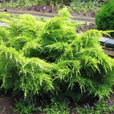 Можжевельник ГОЛД КОСТ средний в Семее