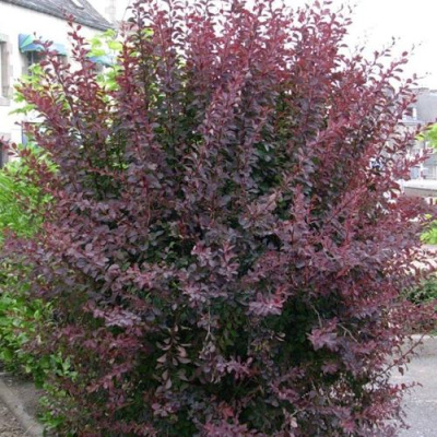 Барбарис АТРОПУРПУРЕА тунберга в Семее