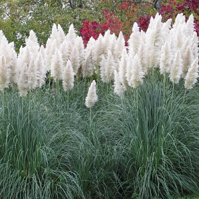 Кортадерия белая (пампасная трава) в Семее