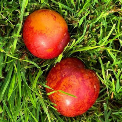 Шарафуга НЕКТАРИННАЯ в Семее