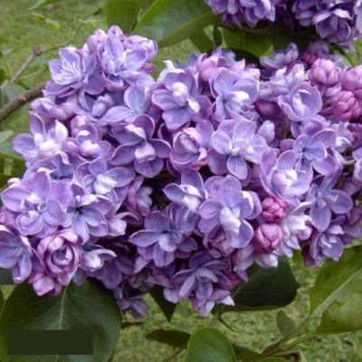 Сирень АМИ ШОТТ в Семее