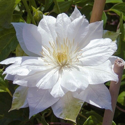 Клематис ДАЧЕСС ОФ ЭДИНБУРГ в Семее