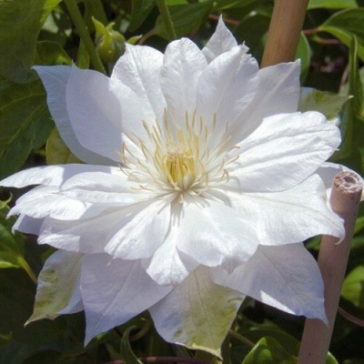 Клематис ДАЧЕСС ОФ ЭДИНБУРГ в Семее