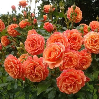 Роза БЕЛЬВЕДЕР шраб в Семее