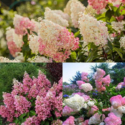 Комплект ЯГОДНОЕ МОРОЖЕНОЕ в Семее