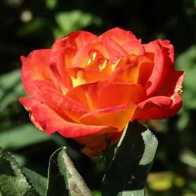 Роза ЛИНА чайно-гибридная в Семее