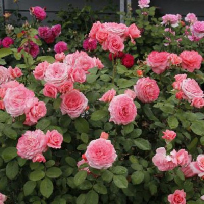 Роза ИНСТИТУТ ЛЮМЬЕР шраб в Семее