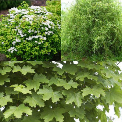 Комплект ЗЕЛЕНЫЙ ОАЗИС в Семее