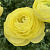 Ранункулюс КЕМПЕР романс в Семее