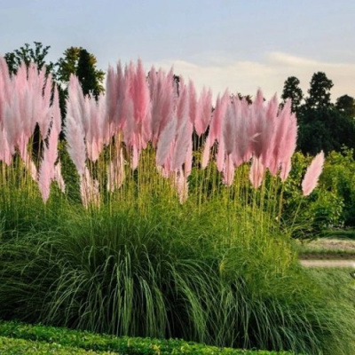 Кортадерия розовая (пампасная трава) в Семее
