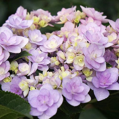 Гортензия Ю ЭНД МИ ФОРЕВЕР крупнолистная в Семее