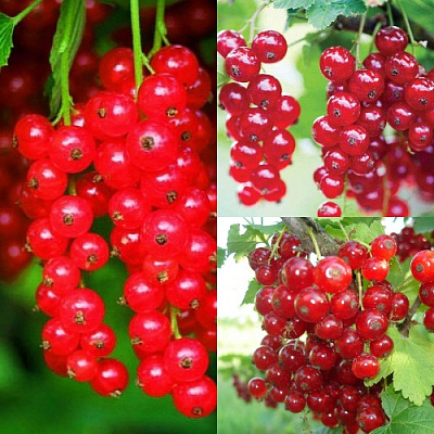 Комплект КРАСНЫЙ УРОЖАЙ в Семее