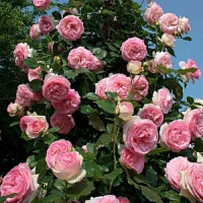 Роза ПЬЕР ДЕ РОНСАР плетистая в Семее