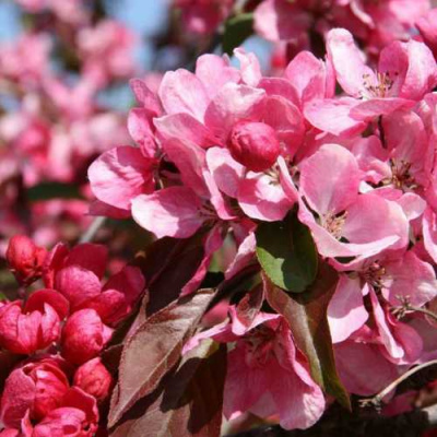 Яблоня РУДОЛЬФ декоративная  в Семее