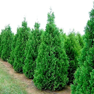 Туя СПИРАЛИС западная в Семее