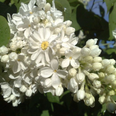 Сирень РОЧЕСТЕР в Семее