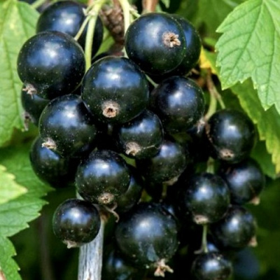 Смородина чёрная СЕЛЕЧЕНСКАЯ в Семее