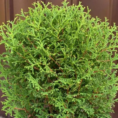 Туя ХОЗЕРИ западная в Семее