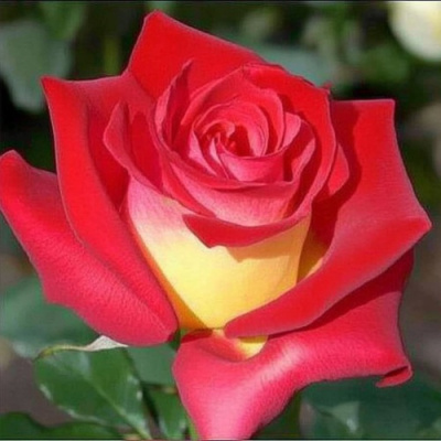 Роза ФРЕНДШИП чайно-гибридная в Семее