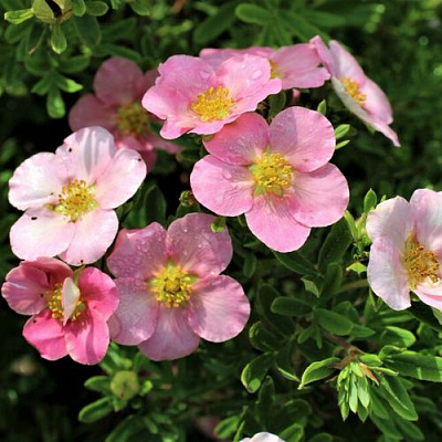 Лапчатка ЛАВЛИ ПИНК кустарниковая в Семее