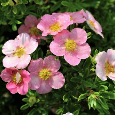 Лапчатка ЛАВЛИ ПИНК кустарниковая в Семее