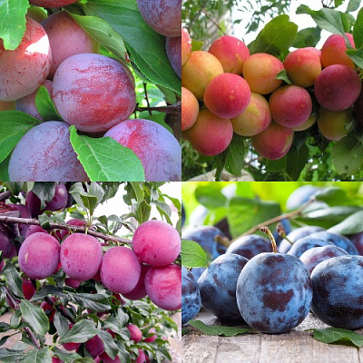 Комплект СЛИВОВЫЙ САД в Семее