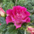 Роза БРЕРА флорибунда в Семее