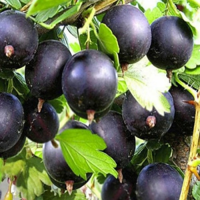 Крыжовник ЧЕРНОМОР в Семее