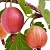 Крыжовник ЯРКИЙ в Семее
