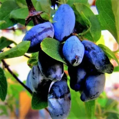 Жимолость съедобная БЛУ ТРЕЖЭ (ГОЛУБОЕ СОКРОВИЩЕ) в Семее