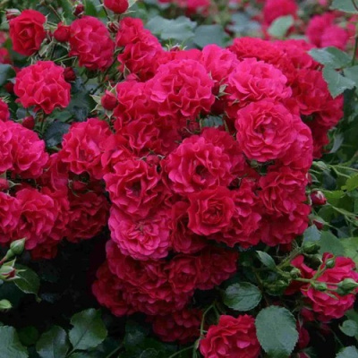 Роза почвопокровная РАДОСТЬ САДОВНИКА (ГАРТЕН ФРОЙДЕ) в Семее