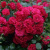 Роза почвопокровная РАДОСТЬ САДОВНИКА (ГАРТЕН ФРОЙДЕ) в Семее
