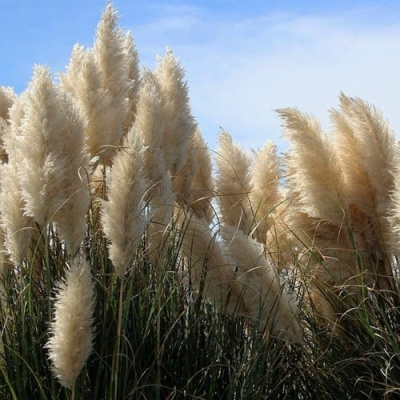 Кортадерия белая (пампасная трава) в Семее