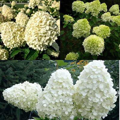 Комплект НЕЖНЫЙ КАПУЧИНО в Семее