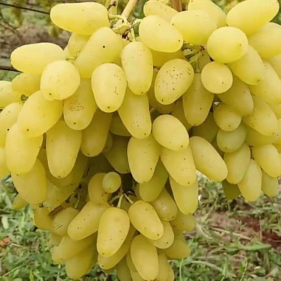 Виноград КИШМИШ АЛЕКС в Семее