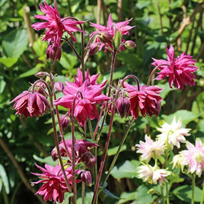 Аквилегия БАРЛОУ БОРДО обыкновенная в Семее