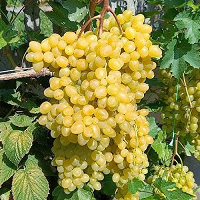 Виноград КИШМИШ ЦИМУС в Семее