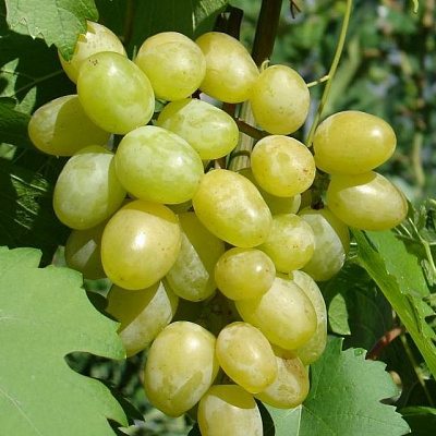 Виноград в Семее
