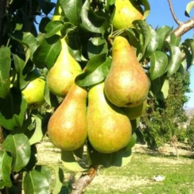 Груша Г-9 колонновидная в Семее