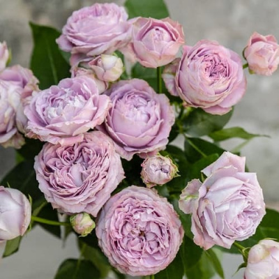 Роза ЛАВЕНДЕР БАБЛС спрей в Семее