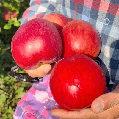 Яблоня ПАМЯТЬ СЮБАРОВОЙ в Семее