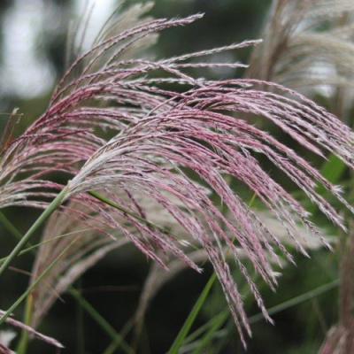 Мискантус МАЛЕПАРТУС китайский  в Семее