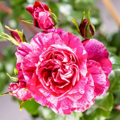 Роза ИНЕС САСТР плетистая в Семее