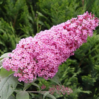 Буддлея давида ПИНК ДЕЛАЙТ в Семее