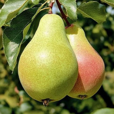 Груша ЯНВАРСКАЯ в Семее